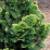 Chamaecyparis obtusa 'Nana Aurea'.png